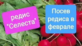 Посев редиса в феврале. Редис "Селеста". Агротехника выращивания редиса. radish. rabanete