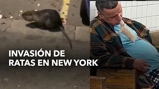 Vivir entre ratas: La otra cara de New York