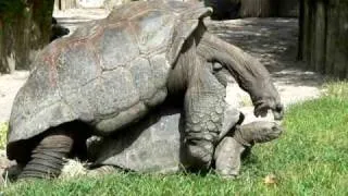 GIANT TURTLES HAVING SEX...SO DAMM FUNNY !!!