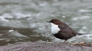 Как оляпка ныряет. Съемка 180 и 120 кадров в секунду, slow motion White-throated dipper