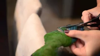 Conure trimming at home - DIY Primary flight feather trimming
