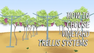 Various trellis systems for different varieties of grapes