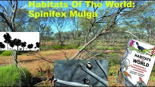 HOTW Australia - Spinifex Mulga