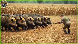How Do Hunters And Canada Farmers Deal With Millions Of Wild Boars Threatening Farms And Ecosystems