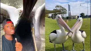 Why You Should NEVER trust a Pelican with your Child