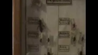 Large Insect Collection Of Bees At Ukraine Bee Museum