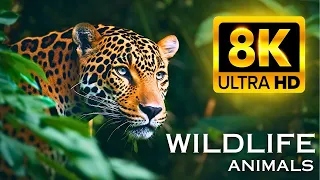 ANIMALS AND NATURE 8K ULTRA HD | MAJESTIC ANIMALS 8K VIDEO ULTRA HD