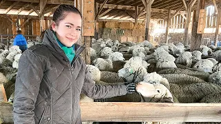 Sheep Shearing & Grass Fed Beef! Montana Ranch!!! Women in Ag 2022