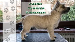 Was bedeutet "trimmen"? | Cairn Terrier | Hundekanal