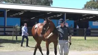 2016 Inglis Premier Lot 411 Sebring x Viking Turf Belle Colt To Be Trained By Tony McEvoy