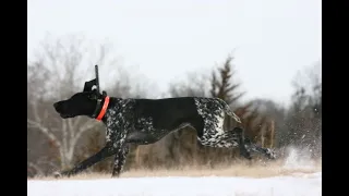 Pheasant Hunting on a COLD day with Pepper the German Shorthair.