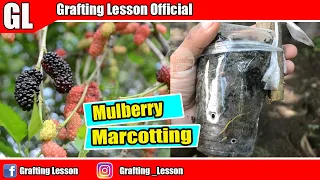 Growing Mulberry Trees from Marcotting