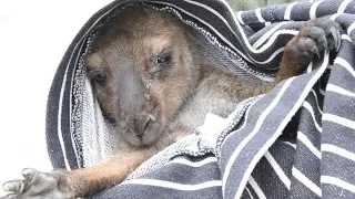 Australia fires: Rescuing animals in need