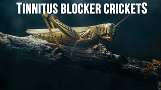 Tinnitus Therapy Just Crickets (11 Hours)