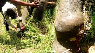 Heart wrenching! Treating poor Elephant suffering with agonizing abscess in the leg
