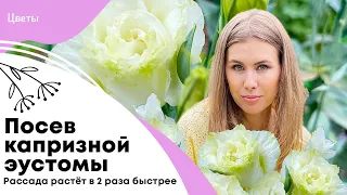 Посев капризной эустомы | Отличная всхожесть и рост рассады в 2 раза быстрее