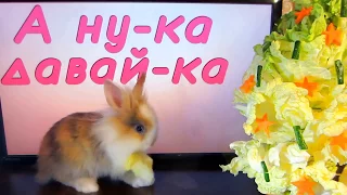 ПОДАРОК НА НОВЫЙ ГОД 2018 ДЛЯ КОТОВ! КОТ МАЛЫШ И КОШКА МУРКА ПЕРЕЕХАЛИ В ГИГАНТСКИЙ ДОМ! ЛАЙФХАК ДНЯ