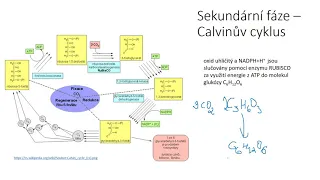 Fotosyntéza V - sekundární fáze (Calvinův cyklus)