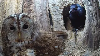 Nesting Tawny Owl Fights Jackdaw Invader 🦉⚔️  | Luna & Bomber | Robert E Fuller