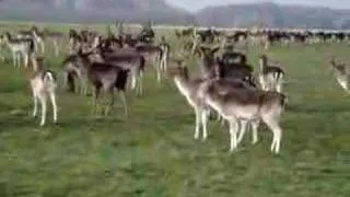 Alces no Phoenix Park - Deers at Phoenix Park, Dublin Irlanda