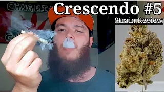 Strain Review - Crescendo #5