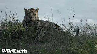 WildEarth - Sunrise  Safari - 13 Jan 2023