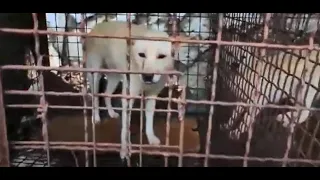 JULY 2022 - 16 dogs rescued from #Tobong #DogMeat Slaughterhouse in #Seoul #SouthKorea