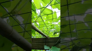 Basic Trellis