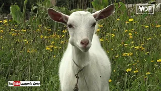 Fui ordenhar as Cabras do Paulo, na Ilha do Pico