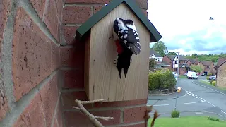 Woodpecker attack on Blue Tits Nest