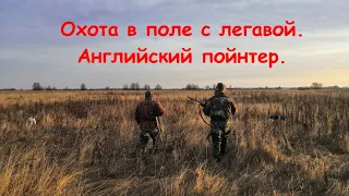 Охота в поле с легавой. Английский пойнтер.