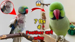 Parrot feather loss treatment