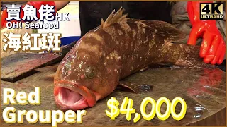 Chopping USD$500 Red Grouper Alive Bloody Caution【OH! Seafood 4K】