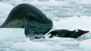 The Antarctic's Terrifying Predator | Wild Stories | BBC Earth