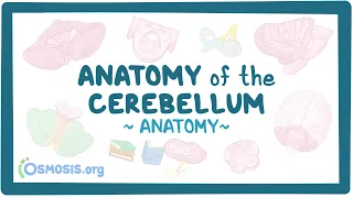 Anatomy of the cerebellum