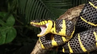 Do Pet Snakes Ever Attack Their Owner? | Pet Snakes
