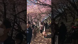 Matsuda Cherry Blossom Festival, Nishihirabatake Park, Japan - February 2022