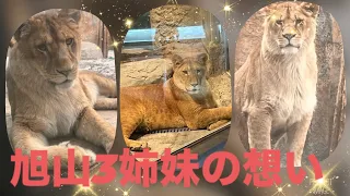 【旭山動物園】生まれの美人3姉妹  レイ♪イト♪フウ♪今の暮らし、それぞれの想いを伝えたい☺️#旭山動物園 #円山動物園 #ライオン #イト #レイ #フウ #オリトファミリー