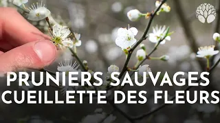 Reconnaître et cueillir les fleurs de pruniers sauvages