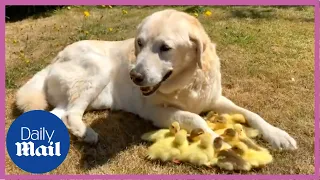 Adorable: Golden Labrador dog adopts 15 orphaned ducklings