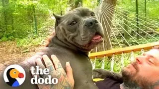 Pittie Who Was Scared Of Men Becomes Velcro To His Dad | The Dodo