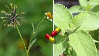 🌿 10 Plantas MEDICINAIS e MILAGROSAS Que Você Deve Ter Na Sua CASA (Parte 1)