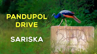 Pandupol Drive | Sariska Tiger Reserve 2023 (Vanbagh Sariska) - 4K Video Hindi