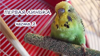 ПЕРВАЯ линька волнистого попугая ЧЕХА / Часть 2