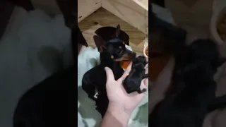 filhotes de pinscher com 2 dias de vida