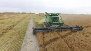 AAC Marvelous Flax Seed 2020 Harvest