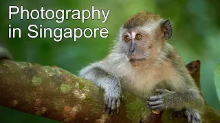 Bird Photography in the Rainforest - Tips and Tricks from Singapore (V-Log, X-Prize)