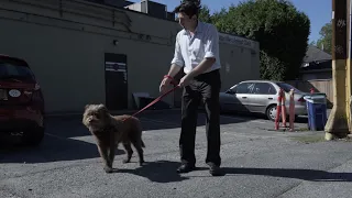 Chewie demonstrates proper dog leash technique