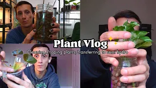 Plant Vlog | troubleshooting plants, propagating plants, and transferring anthuriums to semi hydro