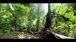 Tarzan The Heman (Vanamagan) Official Hindi Dubbed Trailer | Jayam Ravi, Sayyeshaa Saigal